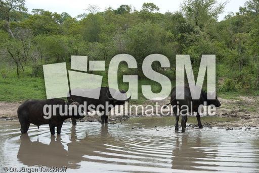 Afrikanischer Büffel (44 von 102).jpg